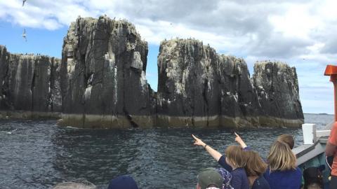 Farne boat trip