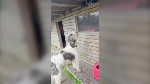 A large, fluffy dog with white and dark patches is standing outside a wooden cabin-like structure, looking upward toward a window or object above it. The ground around the dog appears muddy, and there is a red container or bucket nearby.