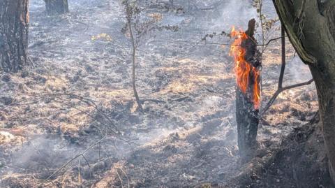 An area of woodland with a tree stump on fire in the foreground. There is burnt grass and trees, and smoke near the ground.
