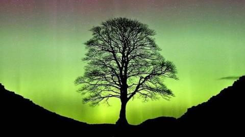 A stunning night-time shot of the Sycamore gap tree, which is set against a sky filled with the Northern Lights. The tree sits in a dip between two hills and appears to be without leaves, so you can see the branches. The tree and hills are black against the green light, which merges into purple higher up. The purple part of the sky is full of stars.