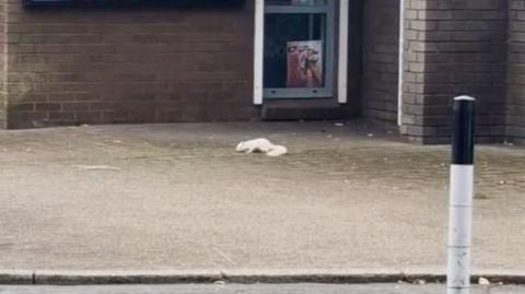 The rare white squirrel spotted on the street