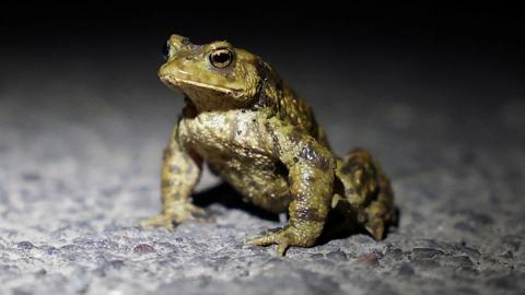 A close up of a toad on a road in a spotlight of light