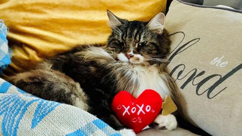 Long haired cat laid seductively on a sofa propped up by a cushion which says The Lord with a heart shaped soft toy between his paws.