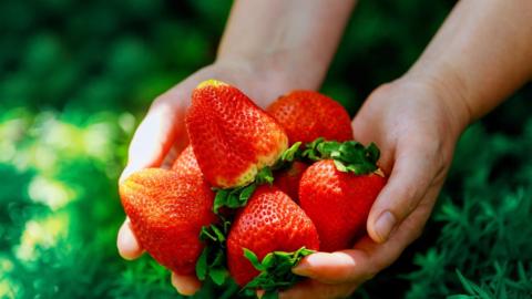 Close up of pair of hands holding multiple red, ripe strawberries