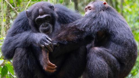 Two chimpanzees inspecting each other in a forest