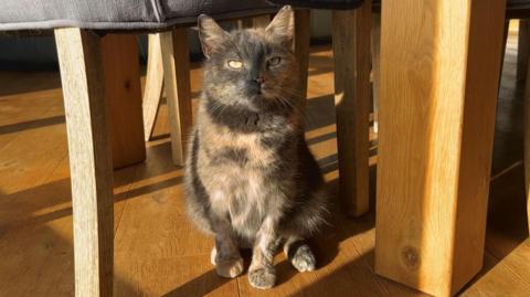 Flora is sitting in sunshine near a dining table inside the Harrisons' home. 