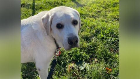 Mercer, the guidedog