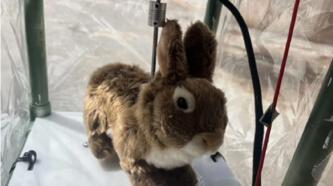 Robot rabbit shown under plastic netting
