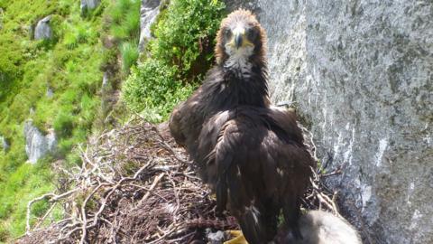 The young golden eagle