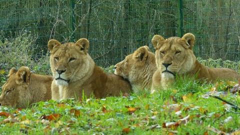 File photo of lions relaxing at the park - none of these animals were involved in the New Year's Day attack