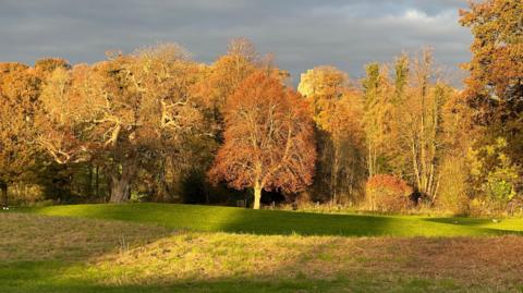 A woodland can be seen at the back of this image with trees covered in brown and orange leaves. There is a grassy field in front of the tree line. The sky is quite grey but there are shadows on the grass.