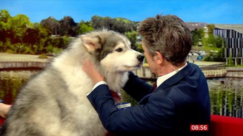 Thunder the service dog gets sniffed on the sofa by BBC Breakfast's Charlie Stayt