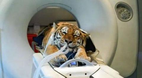 A tiger is sedated and in a medical machine. Tubes are inside its mouth.