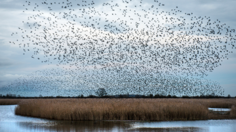 Starling murmurations above wetlands at RSPB Otmoor.