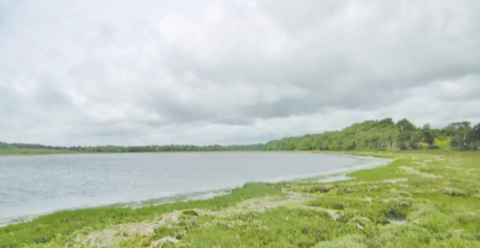 View across Arne Bay - a deserted sweeping cove surrounded by green salt marsh and trees