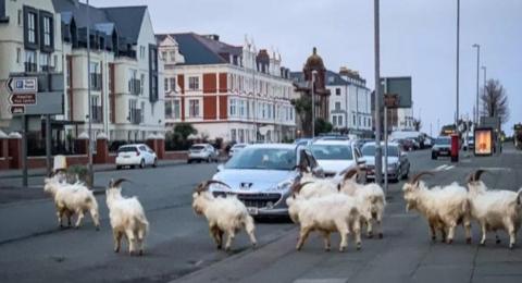 Goats in Llandudno