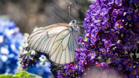 Close-up of a pale butterfly with translucent wings showing black veins feeding on vibrant purple flowers against a softly blurred background.

