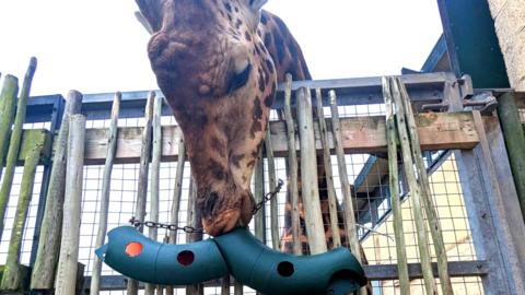 A giraffe's head extends over a fence. The animal is facing downward with its mouth pressed against a curved tube which has some holes punched into it. 