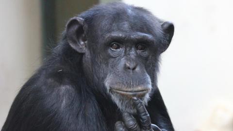 Trudy the chimpanzee is pictured looking into the camera. She has a single finger raised to her chin. 