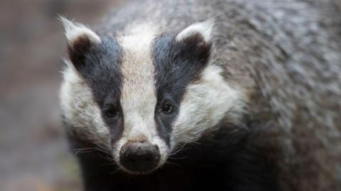 A badger looks directly towards the camera.