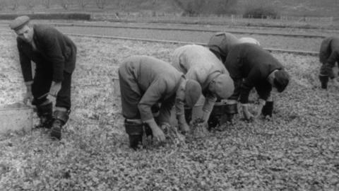 A group of people pick watercress from a field