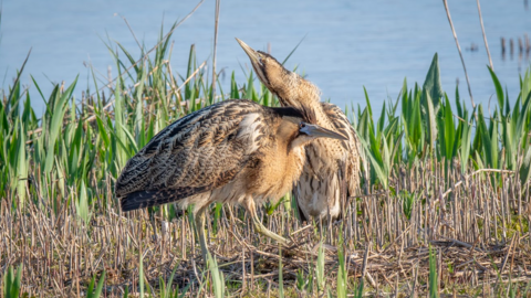 Two bitterns sat next to each other on a reed bed in front of a lake. Bitterns are large heron-like birds with light and dark brown feathers. 