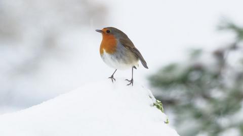 A robin standing on a pile of snow