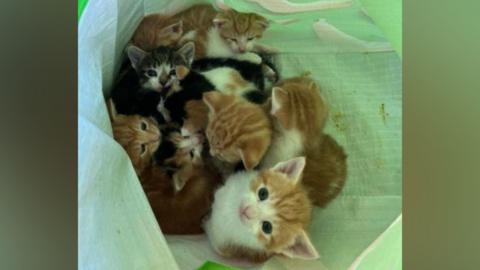 A group of small kittens cuddled together inside a green bag, looking up toward the camera.
