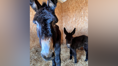 A mother donkey and a foal stand together in a stable. The donkeys have thick black fur and white snouts. They also have large ears.