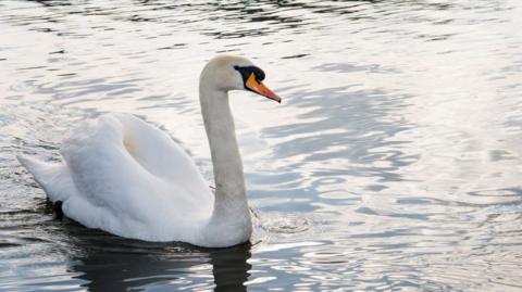 Generic swan