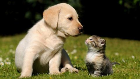 A puppy and kitten.