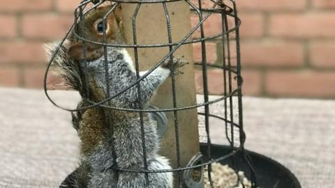 The squirrel caught in the feeder