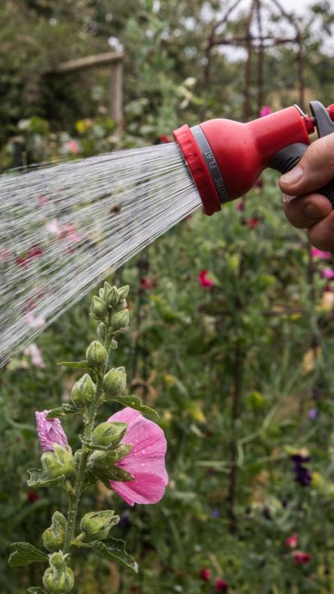 Hosepipe watering a garden with flowers in it.