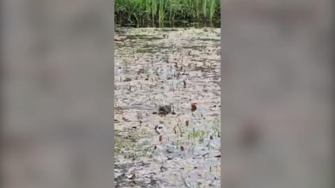 An otter in a pond.