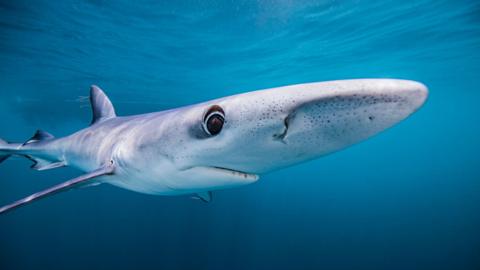 A blue shark looks to the camera under the sea 