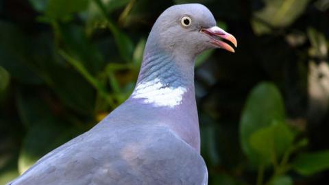 Stock image of a woodpigeon