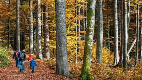 A family walking through a forest in autumn with brown leaves on the ground