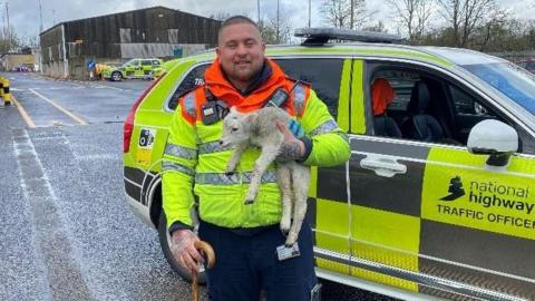 Traffic officer holding the ewe in his left hand on the road 