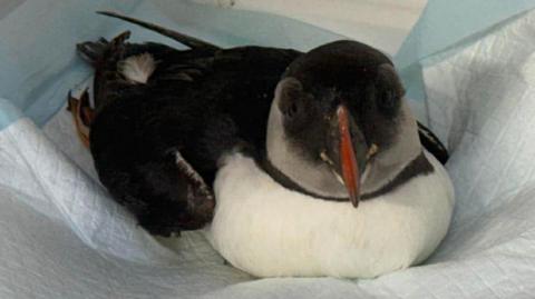 A puffin. He is sat on a paper towel and is facing the camera. 