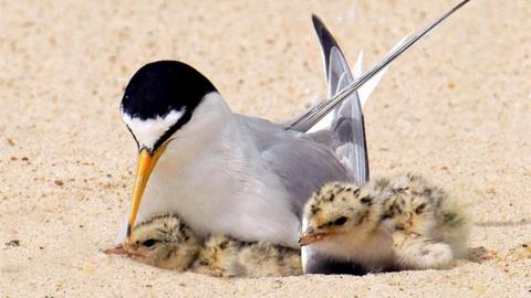 A little tern with two chicks