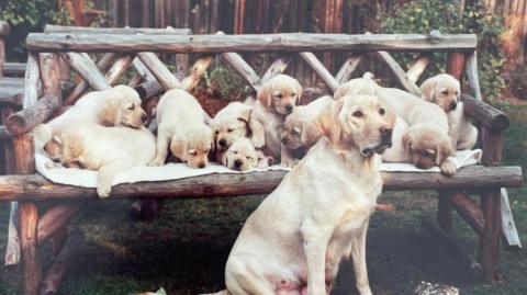 A yellow Labrador sitting in front of a wooden bench with 10 Labrador puppies on it. They are posed outside in a garden. A wooden fence lies behind.