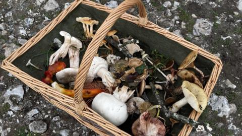 A shallow wicker basket filled with different species of field mushrooms. They are all different colours, shapes, and sizes. 