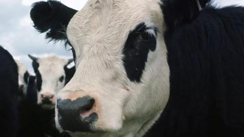 A close-up of a black and white cow's face