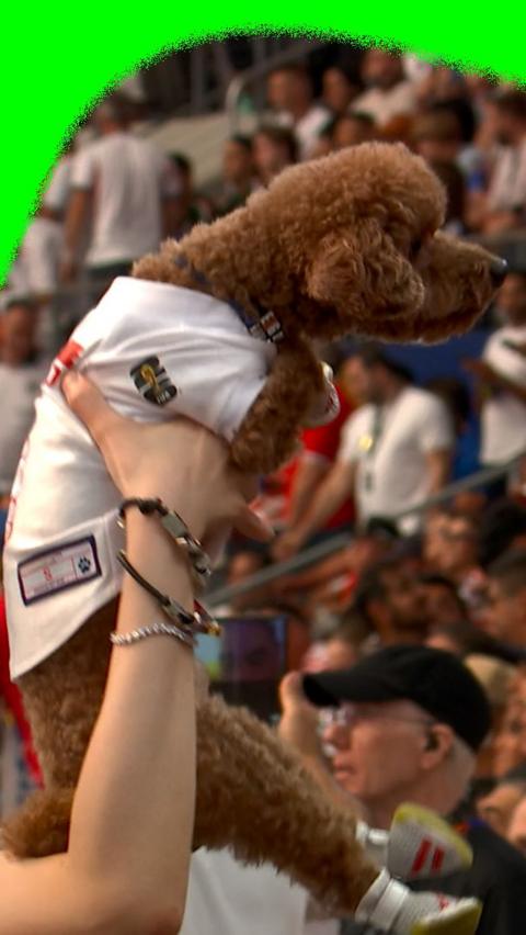 England's dog fan
