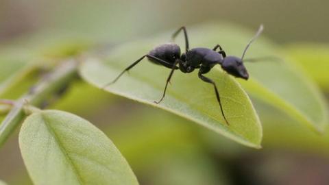 Ant on leaf