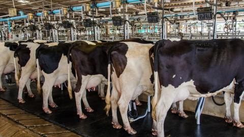 Cows being milked