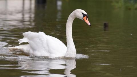 A white-feathered swan swimming in a lake. It has a bright orange beak with black detailing on its head.
