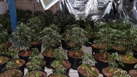 A cannabis growing operation