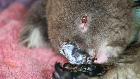 Koala injured in Kangaroo Island fires in January 2020 on a vet clinic bed