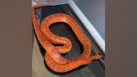 An orange snake on an over top